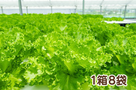 【アクアポニックス産】朝採れ新鮮フリルレタス！「ラリック」1箱8袋（1袋約50～100g）