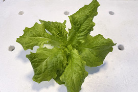 【化学肥料不使用】ダイくんちの野菜！やわらか食感！サンチュ　1箱8袋　（1袋80～100ｇ程度）
