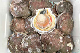 バーベキューに最適！旨くてあまい！２年越冬貝の野辺地ホタテ！30枚