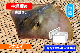 神経〆アカエイ（毒針除去）約１ｋｇ