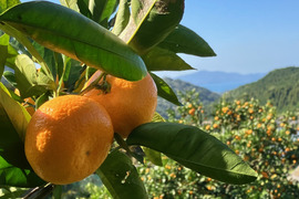 青島　温州みかん10ｋｇ（箱込み）　コクがあり、ほどよい酸味と甘さ！S~2Lサイズ！
３8００円