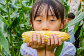予約限定＋1本増量🌽 極甘とうもろこし『深谷産ドルチェドリーム』8本→9本【先着50セット】