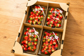 いちご「すずあかね」 レギュラー1kg（250g×4p）青森県産