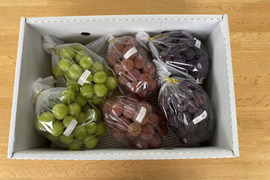 いろいろ食べられる！おまかせミックスぶどう『福島のブドウ』３kg（4〜8房）【贈答用】