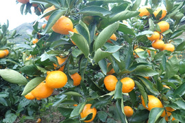【樹上完熟】とっても甘い！ ゆら早生 菊みかん３kg 秀品【特別栽培認証】