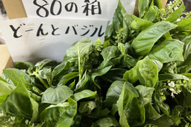 【淡路島より旬をお届け！】どーんとバジル500g