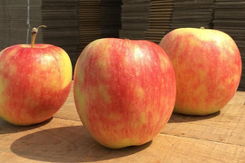 【2023年産予約開始！数量限定！】シナノドルチェ 加工用 約1.8kg(5-10玉)  9月中旬頃発送開始予定 #YAD0KB018