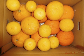 初夏の味覚３種「食べ比べ」甘夏・黄金柑・星タンゴール　　　約5.0㎏