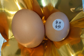 【3週間限定初卵】【SS〜Sサイズ20個（10個入り2パック）】白身も美味い平飼い新鮮卵 (S〜S寸 20個)【縁起物・安産祈願】