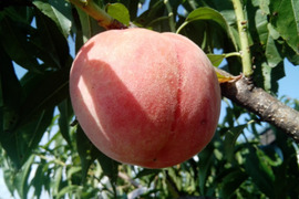 茨城県産なつおとめ！白桃８個【数量限定】