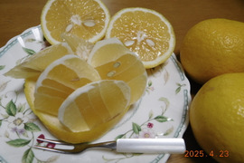 🍊　初夏の爽やかな味わい！『伊豆特産ﾆｭｰｻﾏｰｵﾚﾝｼﾞ』　                              　   　　　　Sｻｲｽﾞ・少量プラン    ご家庭で・ご贈答に！　約 ２㎏