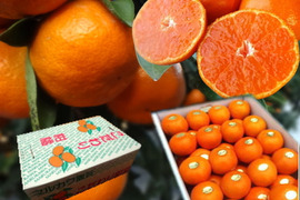 【冬ギフト】甘～い！夢の濃熟みかん！完熟収穫の濃厚な美味しさはみかん好きも大絶賛！厳選プレミアムみかん「蜜ツ丸（みつまる）」レギュラー箱 　Mサイズ　５２玉入　「熨斗対応可」【商品番号116】