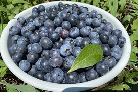 ご家庭用　ブルーベリー　１ｋｇ　冷凍　農薬不使用　加工用　ジャム　シャーベット　スムージーに