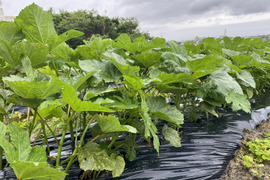 朝採れ新鮮オクラ！沖縄県産の角オクラ　500g(約50本前後)