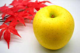 【洋梨みたいな超レアりんご】約３キロ 青森県産りんご「樹上完熟葉とらず黄王」家庭用厳選品