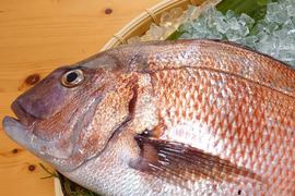 こもこもShop品質【愛媛県産】『海の鯛陽(養殖マダイ小サイズ)』2尾入/箱　神経〆付