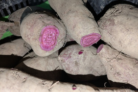 【規格外】鮮やかな紫色！紫芋（あやむらさき）4kg