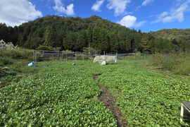 【2kg】兵庫県但馬産　ごちそうクレソン［サイズ100］