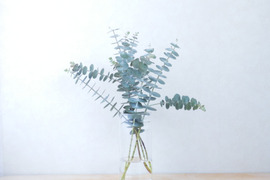 ユーカリ枝物【ベイビーブルー】(30～40㎝/10本)インテリアをおしゃれに！アレンジにも