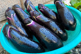 みずみずしい！「露地栽培なす」
1kg・10本前後