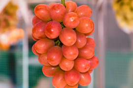 クイーンルージュ®1房/750g