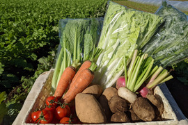 【おまかせ】オーガニック野菜セット(9品)