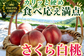【桜色に輝く高糖度さくら白桃】本場山梨の品種指定キャンペーン🍑カリッと締まる新食感☆ギフトにも最適✨お試し約1㎏🍑8月中旬～発送🍑