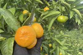 食欲の秋にピッタリ、甘くて爽やかみかん‼︎日南【贈答用】　3kg