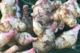 鮮度抜群！香り最高！新生姜1kg 土付き（10月4週目発送予定）