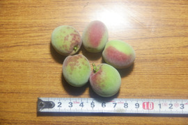 鳥取県産　樹上完熟・自然落下の梅（栽培期間中農薬・肥料不使用）