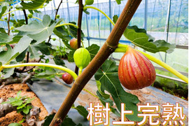 【樹上完熟いちじく！食べ比べ】 バナーネ・桝井ドーフィン１２個（農薬不使用）