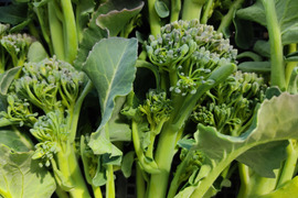 ✨農薬・化成肥料不使用の新鮮スティックセニョール（茎ブロッコリー）約600g✨😊