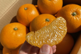 大崎上島産　離島の「紅八朔」　2kg シャリっとプチっ！ジュワッ！ほろ苦さと爽やかな香り！旬の柑橘をご自宅で！！