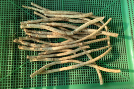 西洋わさび❗️【200g】肉や魚と相性抜群❗️ガツンと香る爽やかな辛さ✨細めサイズ
