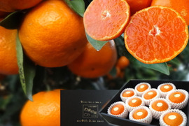【冬ギフト】甘～い！夢の濃熟みかん！完熟収穫の濃厚な美味しさはみかん好きも大絶賛！厳選プレミアムギフト「蜜ツ丸（みつまる）」黒の化粧箱 （小）　Ｓサイズ　１０玉入　「熨斗対応可」【商品番号136】