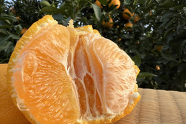 【訳あり】数量限定 ご家庭用にどうぞ！今季最後の【不知火 露地栽培】５キロ 大小傷ありサイズばらばら