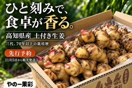 【先行予約・11月5日発送開始】高知県産 土付き新生姜 3kg｜やの一果彩