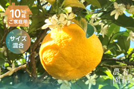 初夏の甘酸っぱさ🍊甘夏【家庭用・サイズ混合・10kg箱】