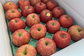 【家庭用】サンふじ 小玉   約5kg(20~23個)