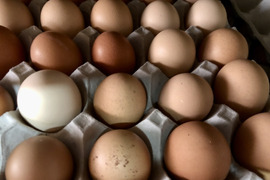 終生飼養の卵【加工向けB品】 120玉トレイ 【大地の卵】