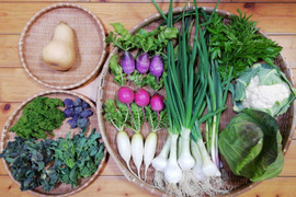 【農薬化学肥料不使用】葉ニンニク入り野菜セット【８種類以上の野菜】【熨斗(のし)対応可】【８０サイズ箱】