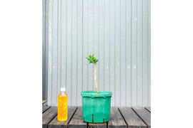 オリーブ 鉢植え モライオロ｜育てやすい シンボルツリー・盆栽にも最適　30