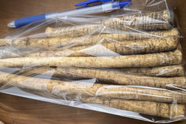 訳あり品【農薬・化学肥料不使用】MOA自然農法で育ったごぼう　2kg