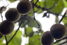 自然農のキウイフルーツ(3kg)