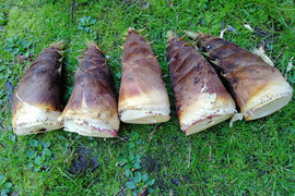 朝掘り！無肥料自然栽培　兵庫県産タケノコ５kg