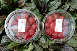 南高梅　梅干し　2パック　自然栽培