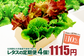 新鮮採れたて！化学肥料/化学農薬不使用だから安心して食べられる！レタスの定期便 4個セット