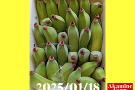 数量限定です！貴重『アップルバナナ』約2kg