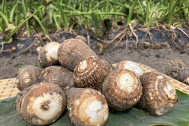 おおふくの里芋 5キロ 〜ねっとりおいしい！〜 京都府産農薬不使用有機肥料栽培