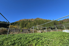 【700g】兵庫県但馬産　ごちそうクレソン